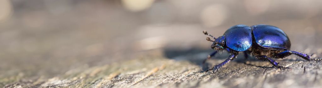 Asian Lady Beetles — identification and treatment in Waukesha County, WI