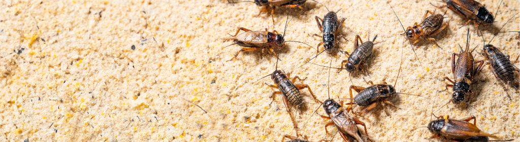 Crickets — identification and treatment in Waukesha County, WI