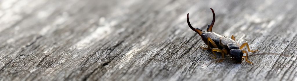 Earwigs — identification and treatment in Waukesha County, WI