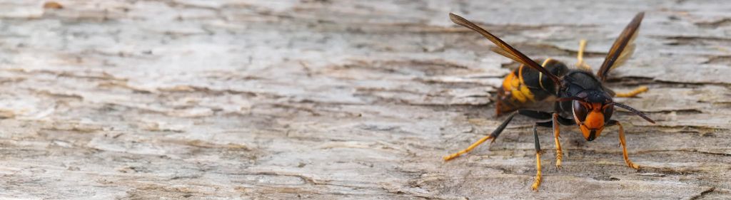 Hornets — identification and treatment in Waukesha County, WI