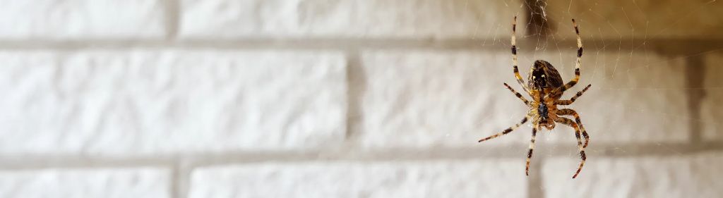 Brown Recluse Spiders — identification and treatment in Waukesha County, WI