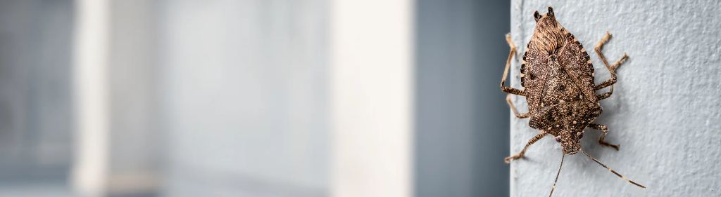 Stink Bugs — identification and treatment in Waukesha County, WI