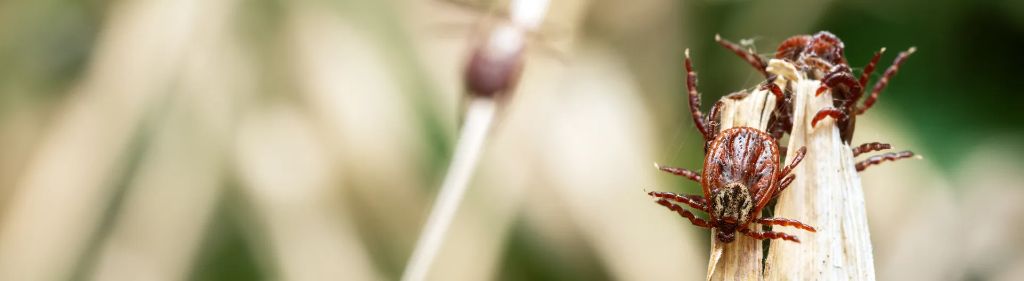 Ticks — identification and treatment in Waukesha County, WI