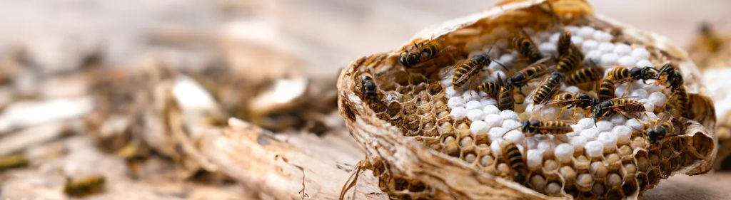 Wasps — identification and treatment in Waukesha County, WI